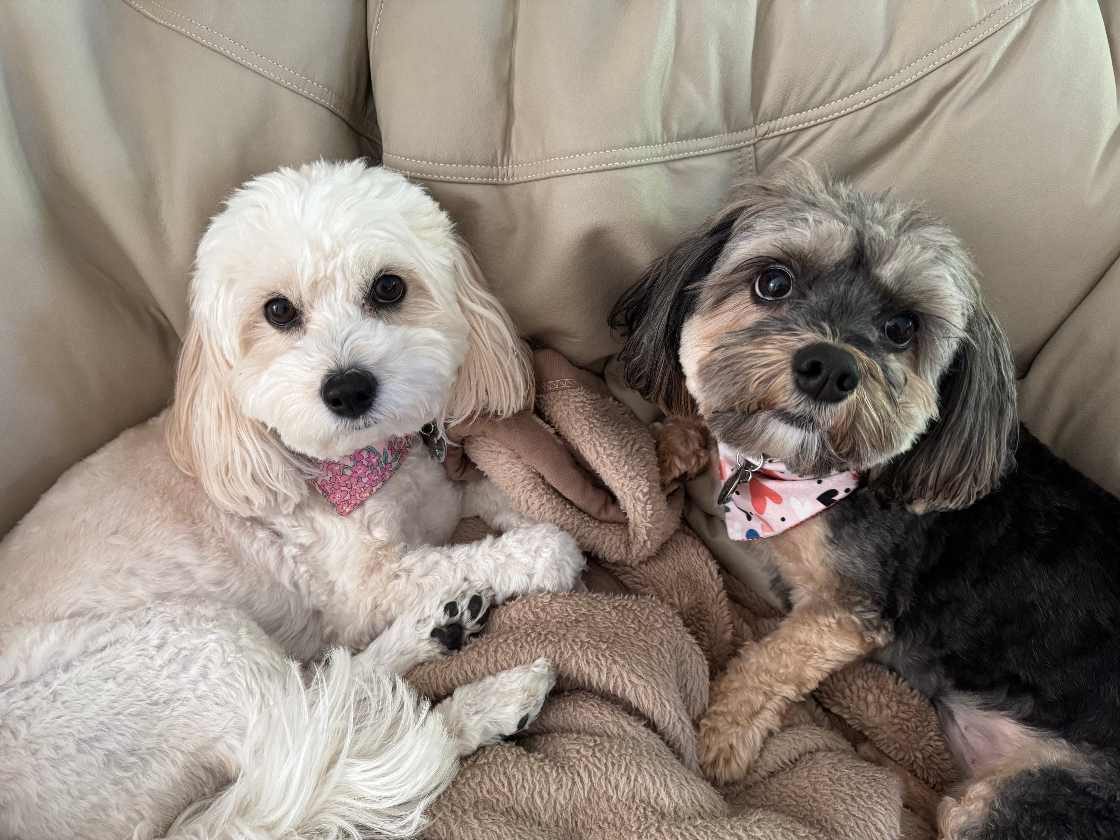 Pet love